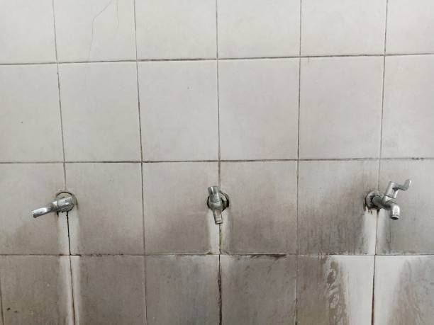 Best Mold removal after water damage  in Cambridge Springs, PA